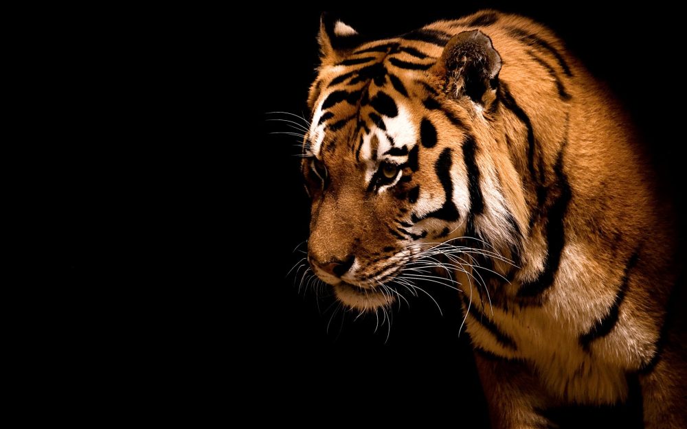 Roar de Twinkle Animal-tiger-57413